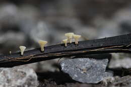 Image of Hymenoscyphus fraxineus (T. Kowalski) Baral, Queloz & Hosoya 2014