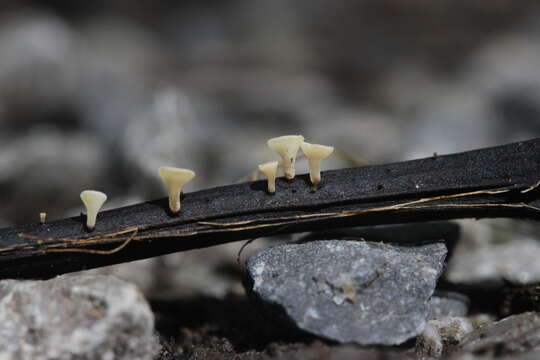 Imagem de Hymenoscyphus fraxineus (T. Kowalski) Baral, Queloz & Hosoya 2014