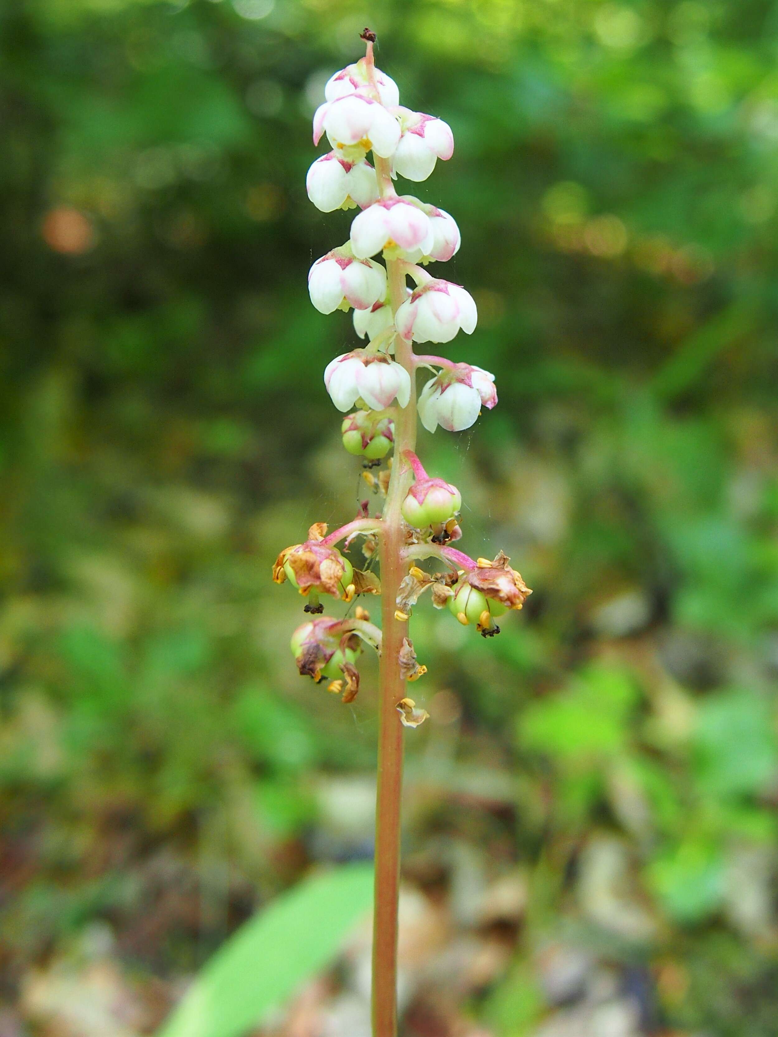 Image of common wintergreen