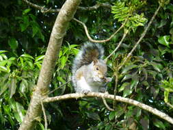 Image of Sciurus subgen. Sciurus Linnaeus 1758