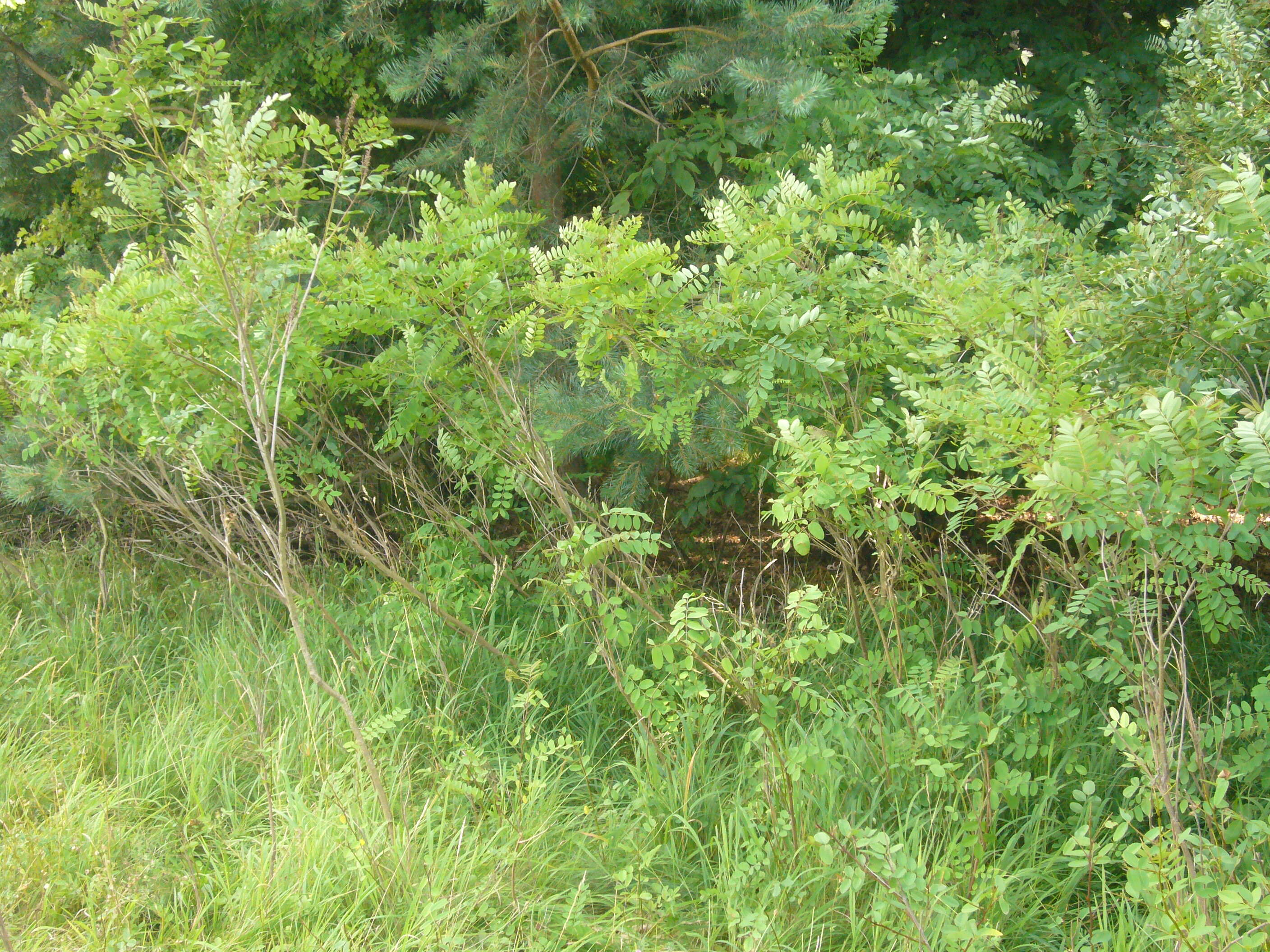 Imagem de Amorpha fruticosa L.