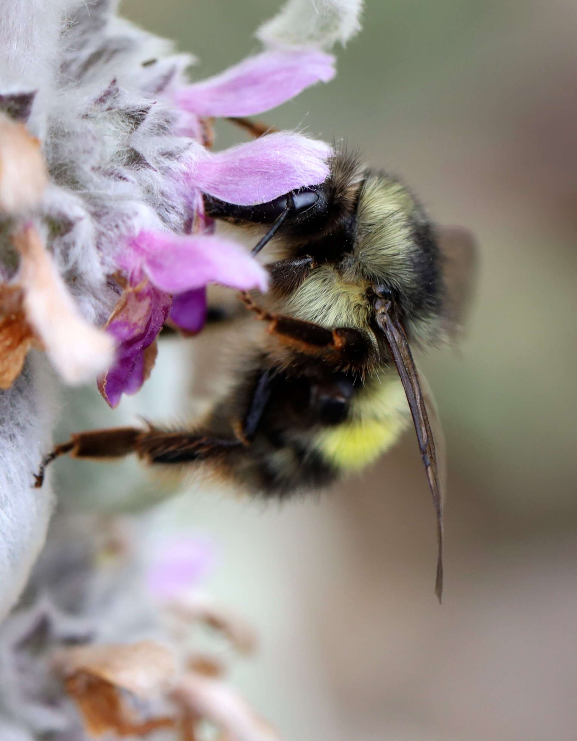 Bombus flavifrons Cresson 1864的圖片