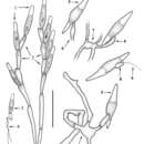 Image de Legeriomycetaceae