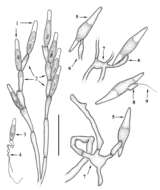 Image of Legeriomycetaceae