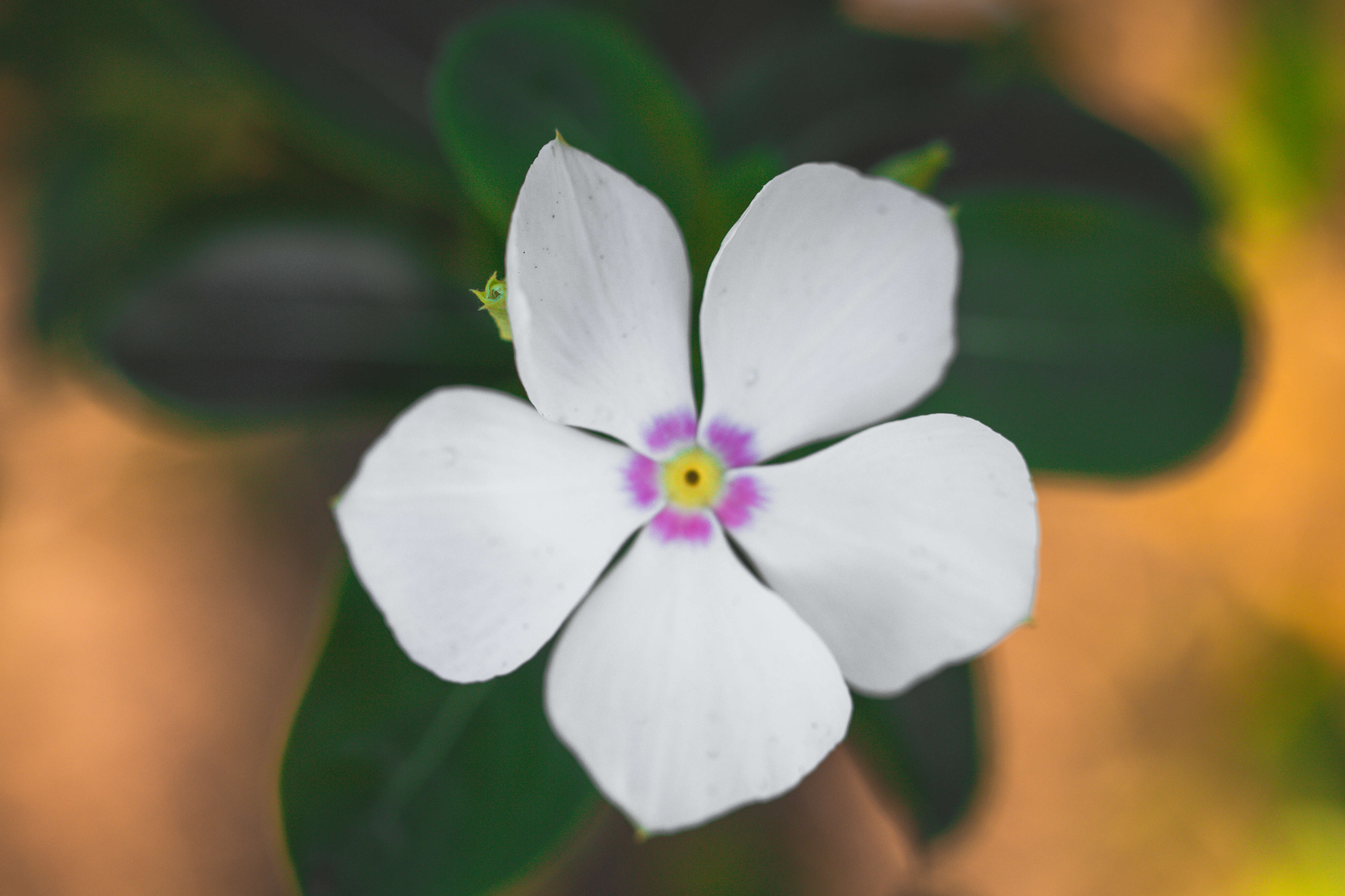 Image of Madagascar periwinkle