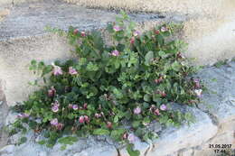 Image of Caper Shrubs