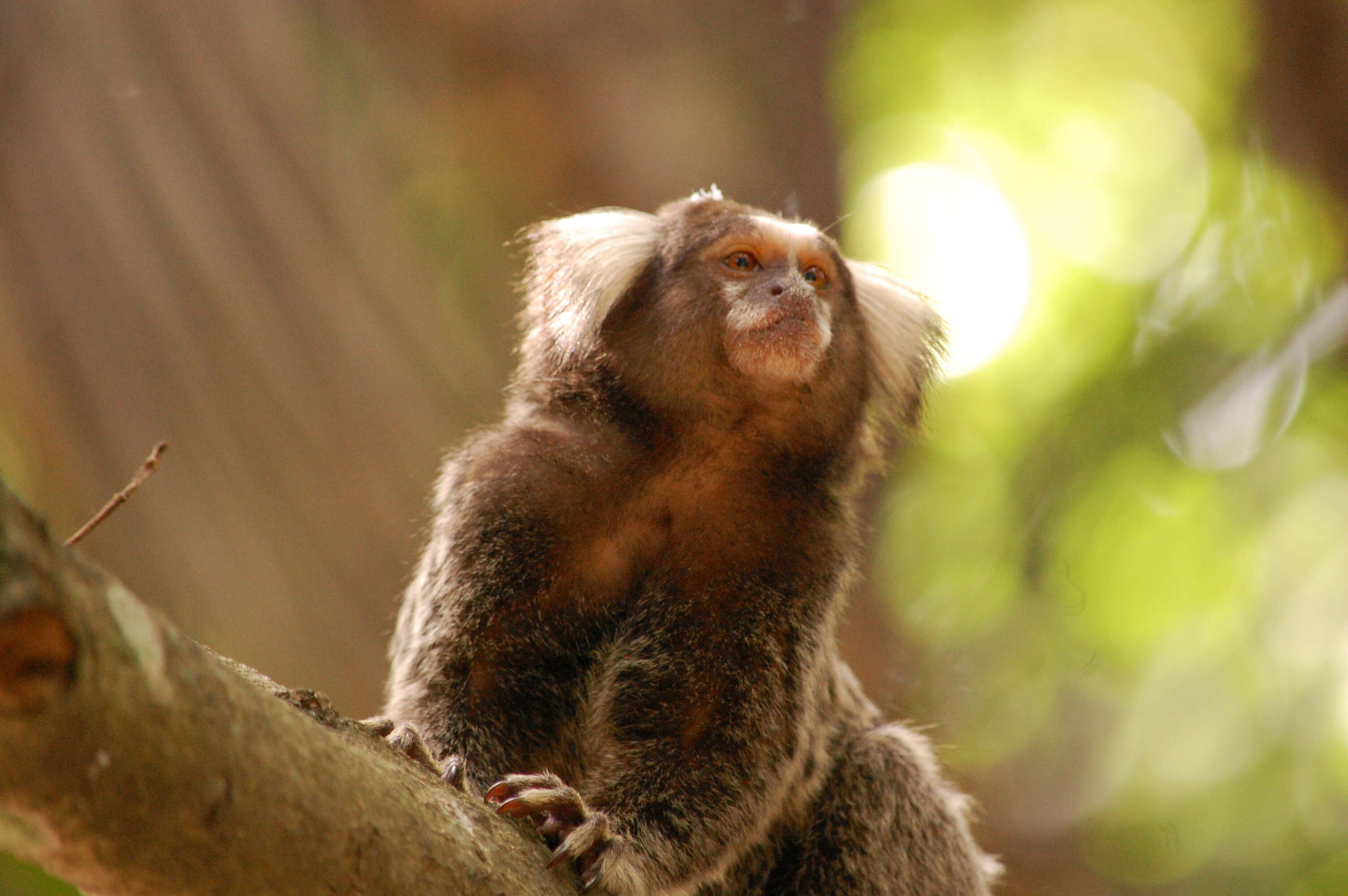 Image of Common Marmoset