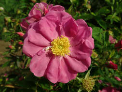 صورة Rosa woodsii Lindl.