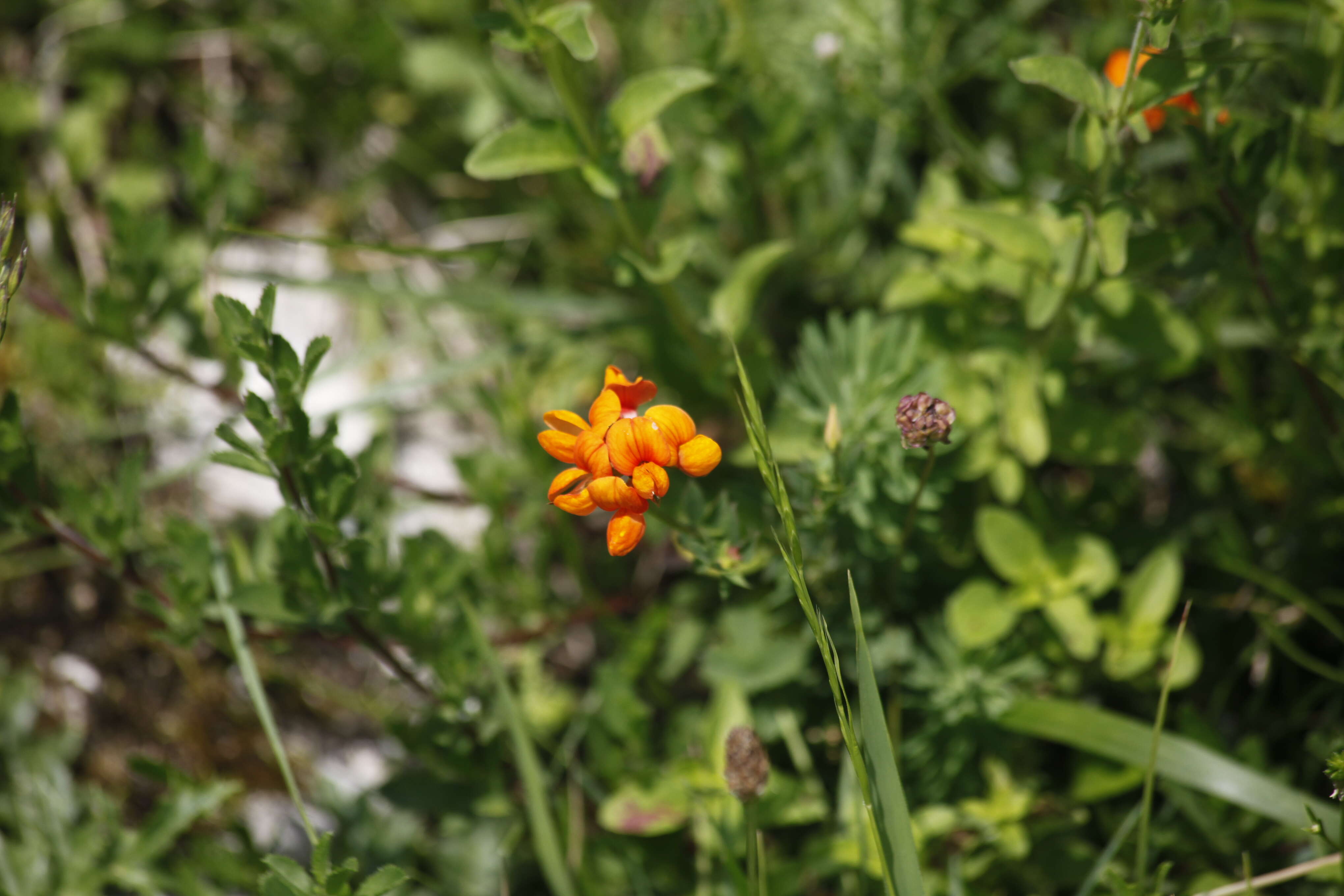 Image of Common Bird's-foot-trefoil