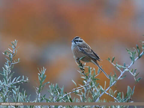 Image of European Rock Bunting