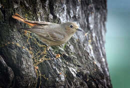 Image of Black Redstart