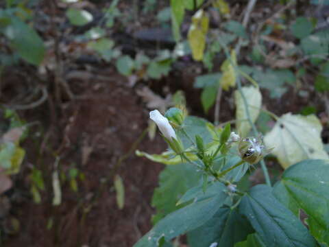 Imagem de Hibiscus hirtus L.