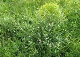 صورة Stellaria palustris Ehrh. ex Retz.