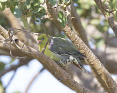 Image of African Green Pigeon