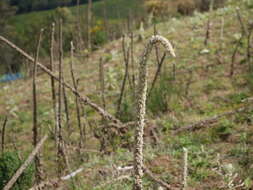 Image of Great Mullein