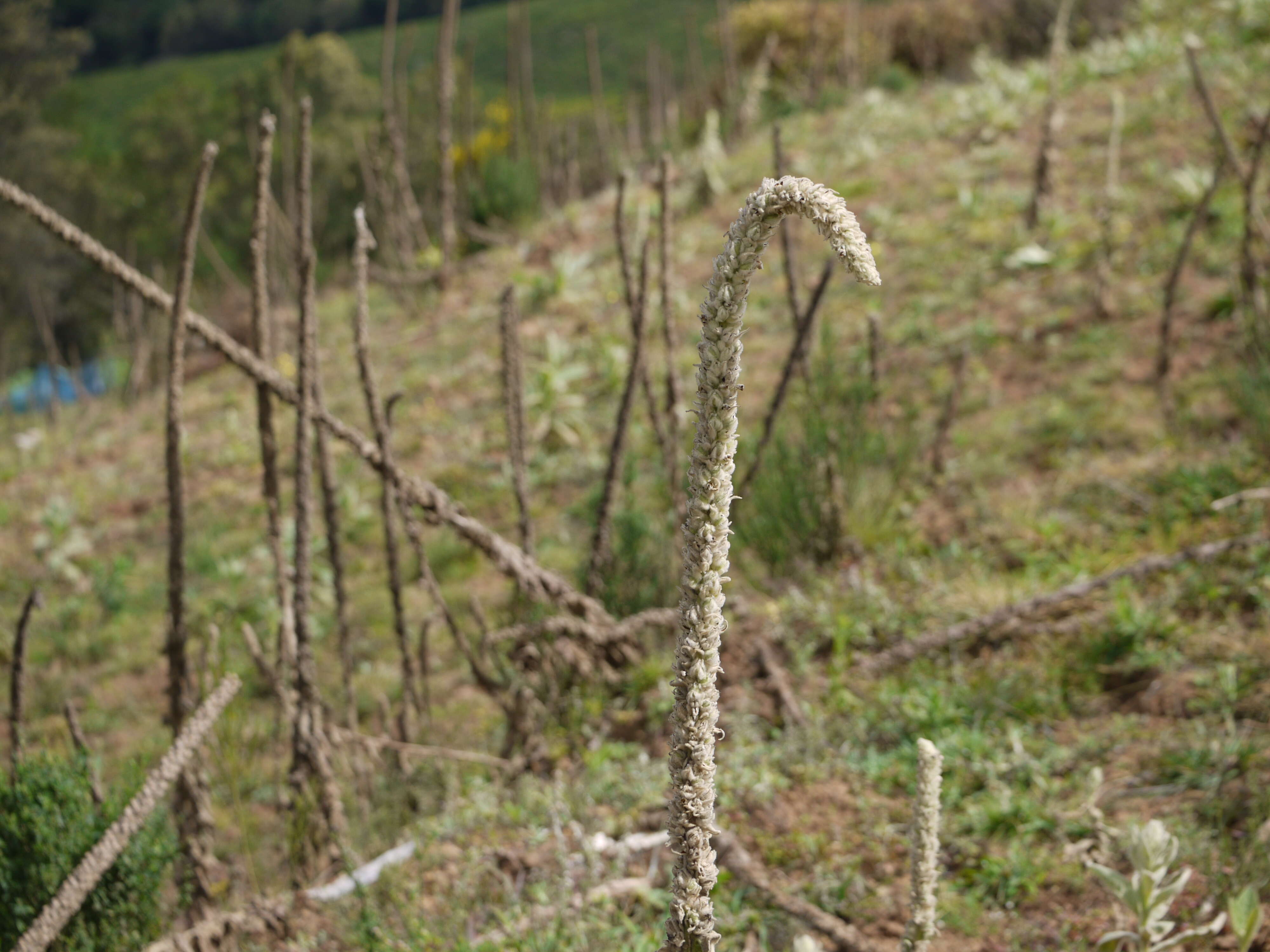 Image of Great Mullein