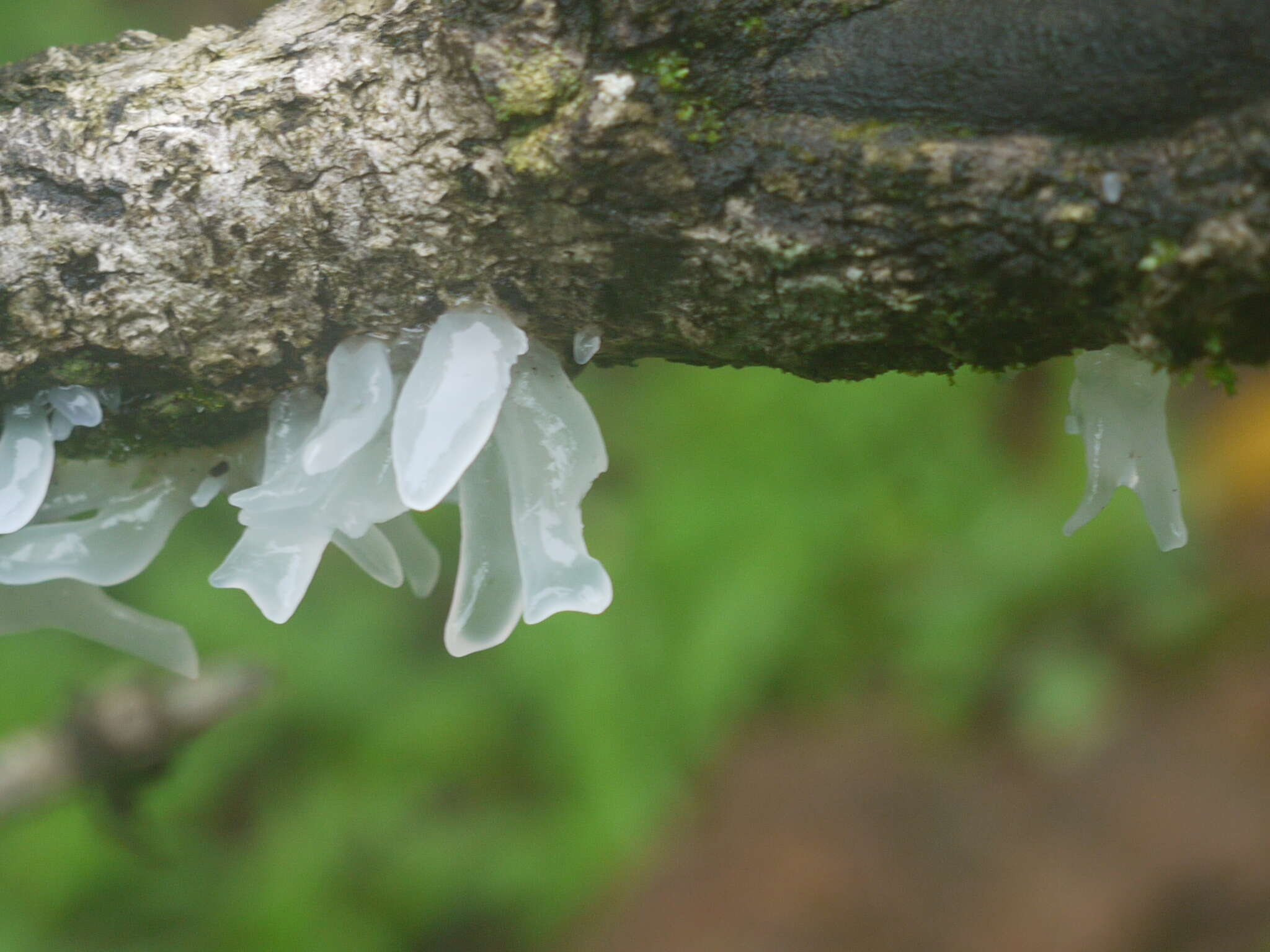 Image of snow fungus