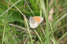 Plancia ëd Coenonympha glycerion