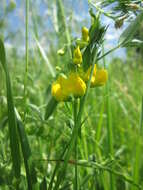 Слика од Lathyrus pratensis L.
