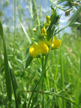 Слика од Lathyrus pratensis L.