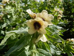 Image of black henbane