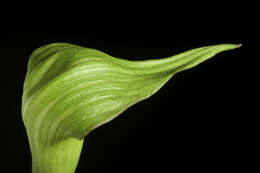 Image of Arisaema sazensoo (Blume) Makino