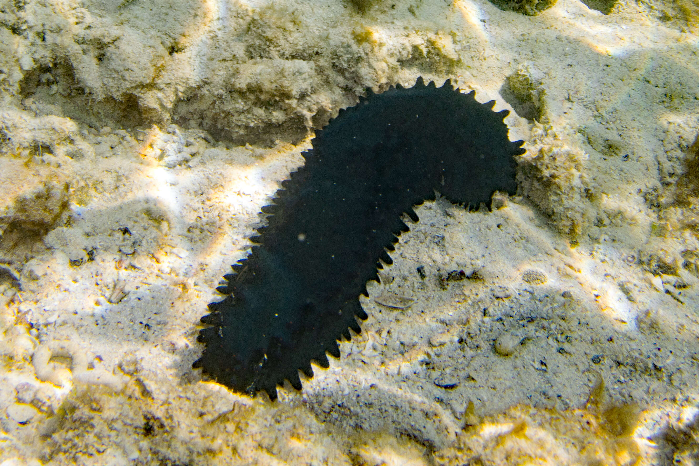 Image of Greenfish