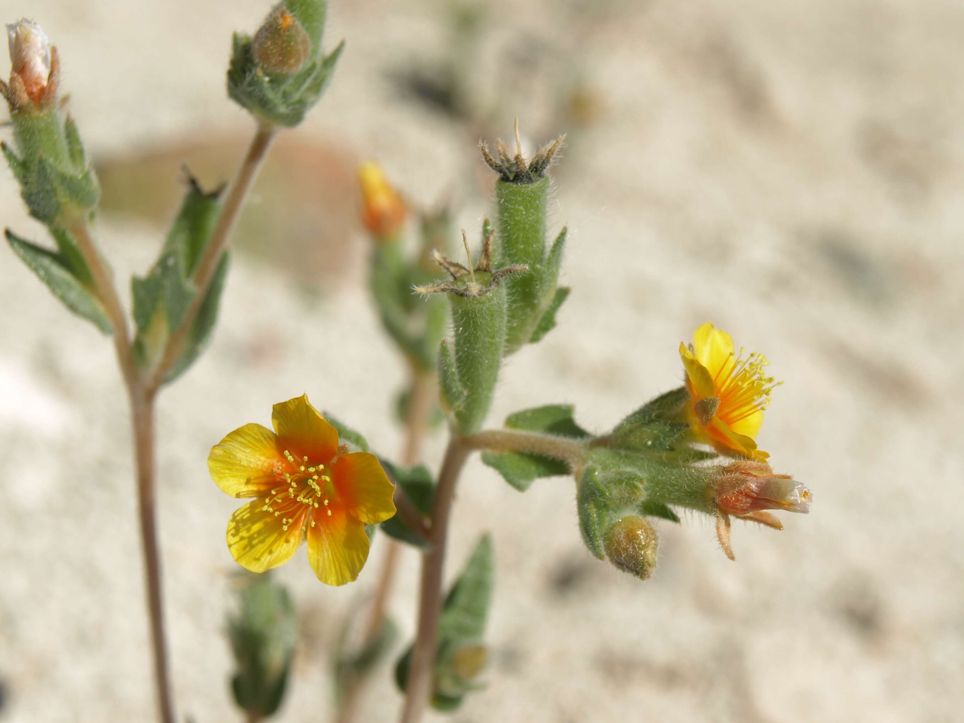 Image of variegated-bract blazingstar