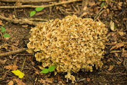 Image of Polyporus umbellatus (Pers.) Fr. 1821