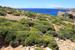 Imagem de Euphorbia melitensis Parl.