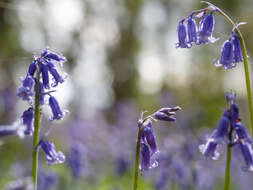 Image de jacinthe des bois