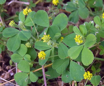 Image of black medick