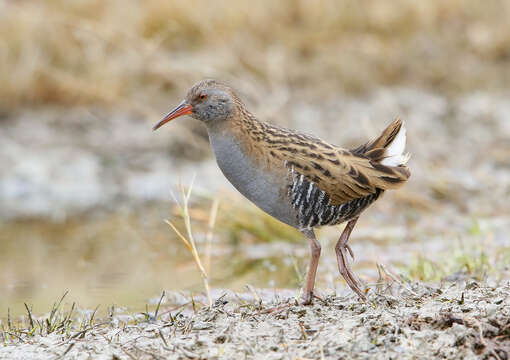 Image of European Water Rail