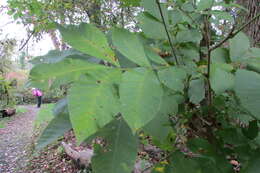 Image of shellbark hickory