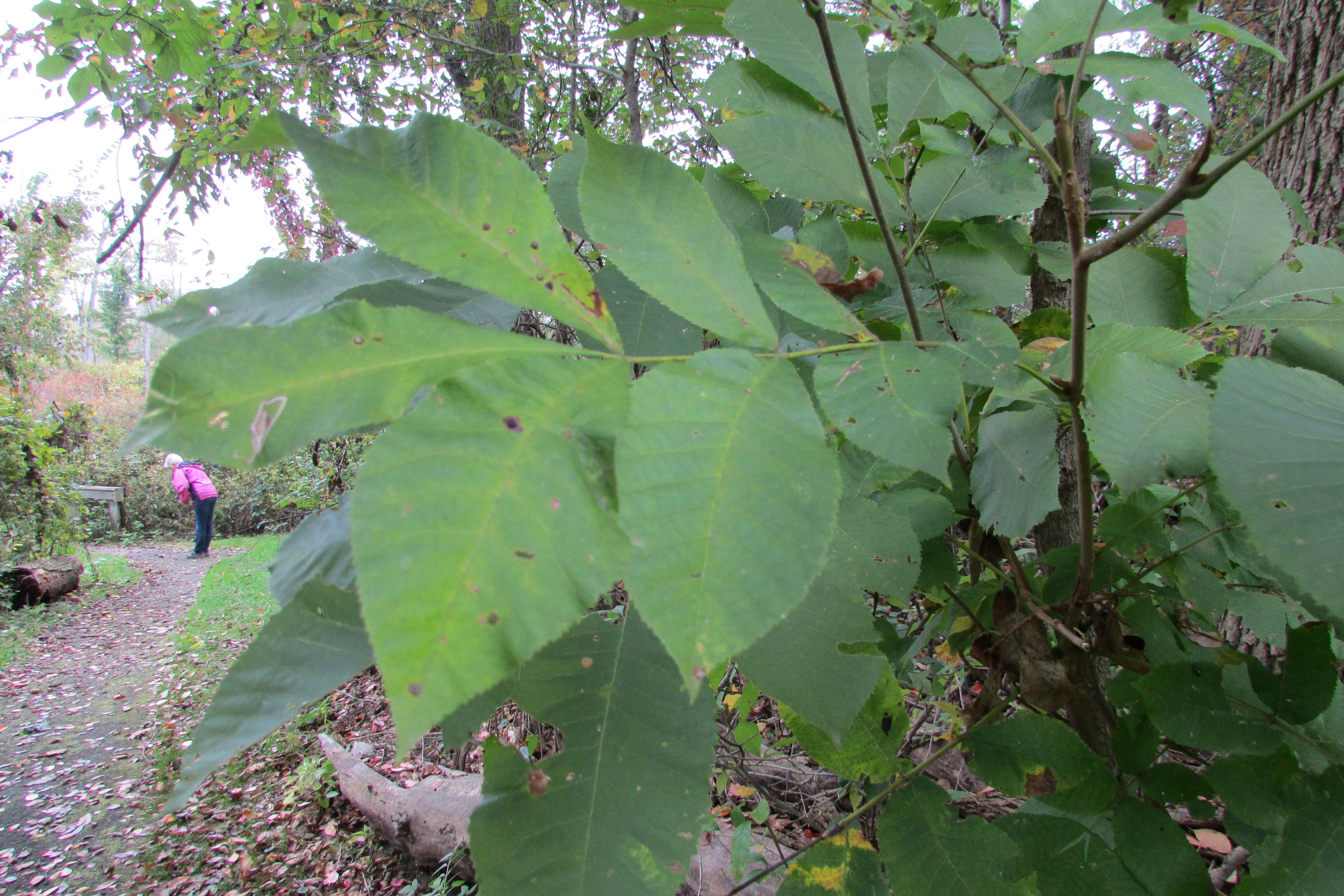 Image of shellbark hickory