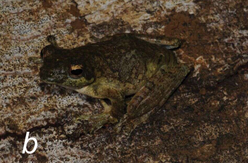 Image of African Foam-nest Treefrog