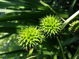 Image of Branched Bur-reed