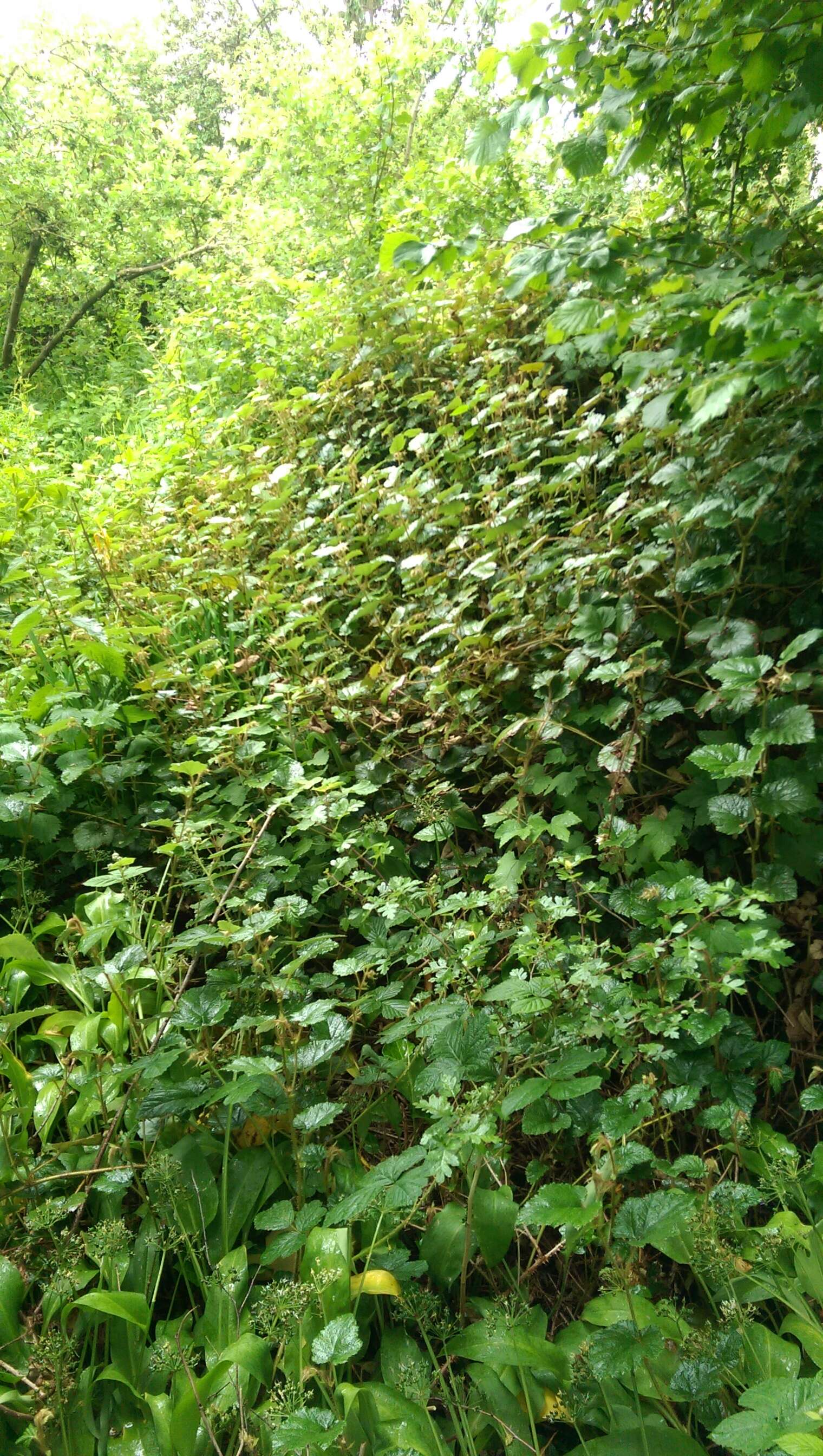 Image of Creeping Bramble