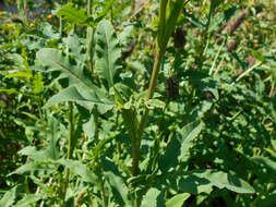 Image of Red Trefoil