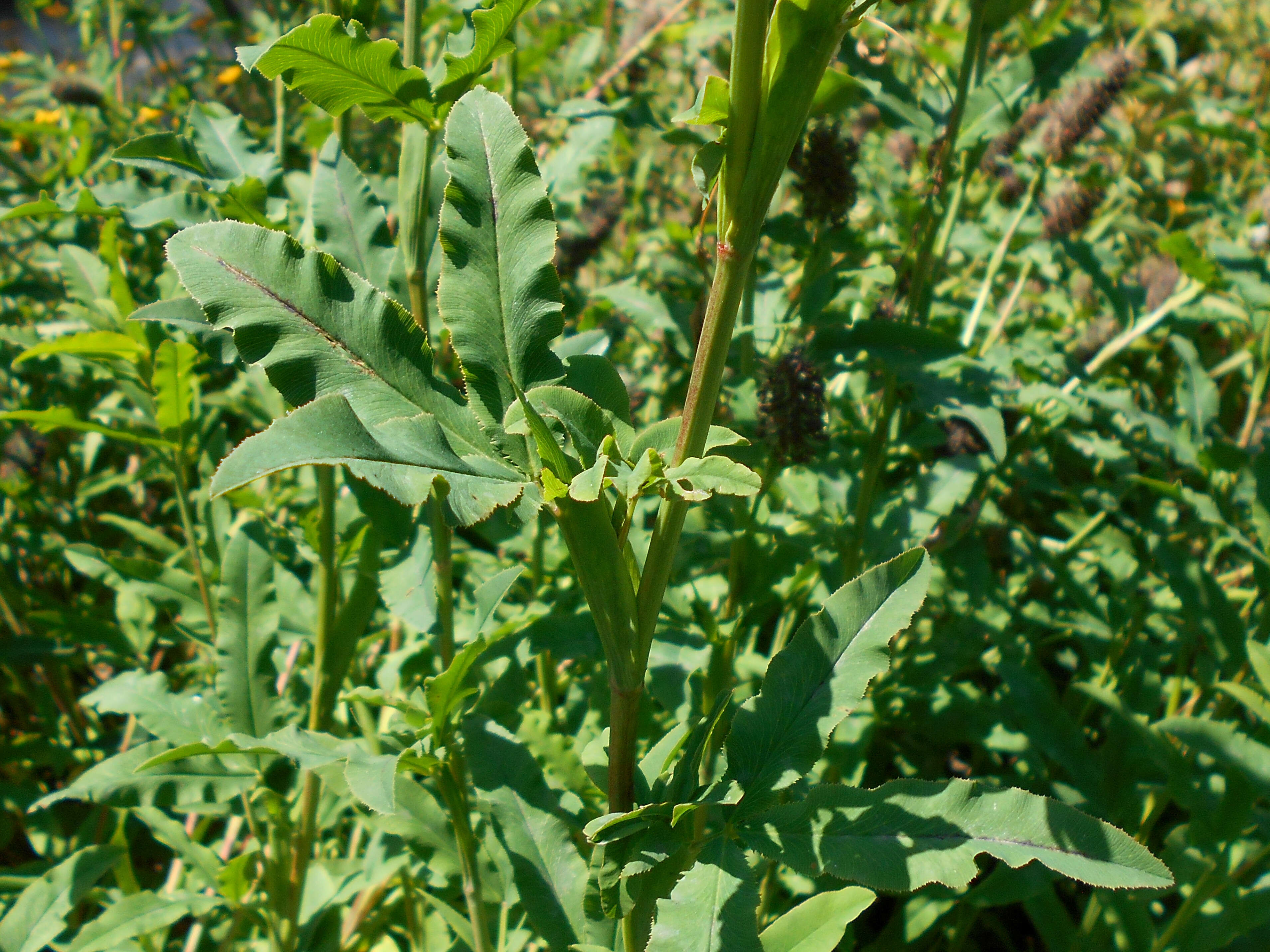 Image of Red Trefoil