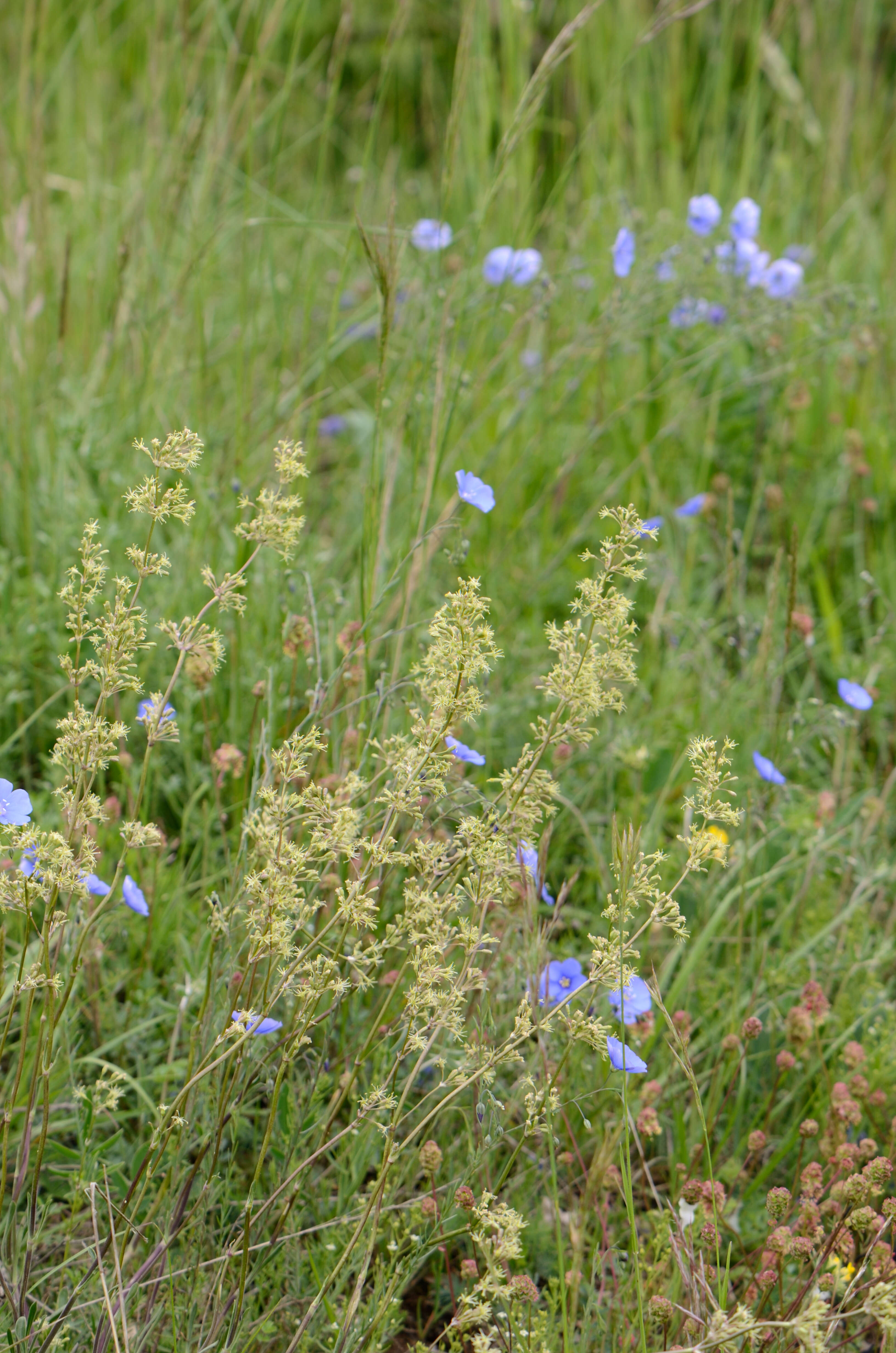 صورة Silene otites (L.) Wibel