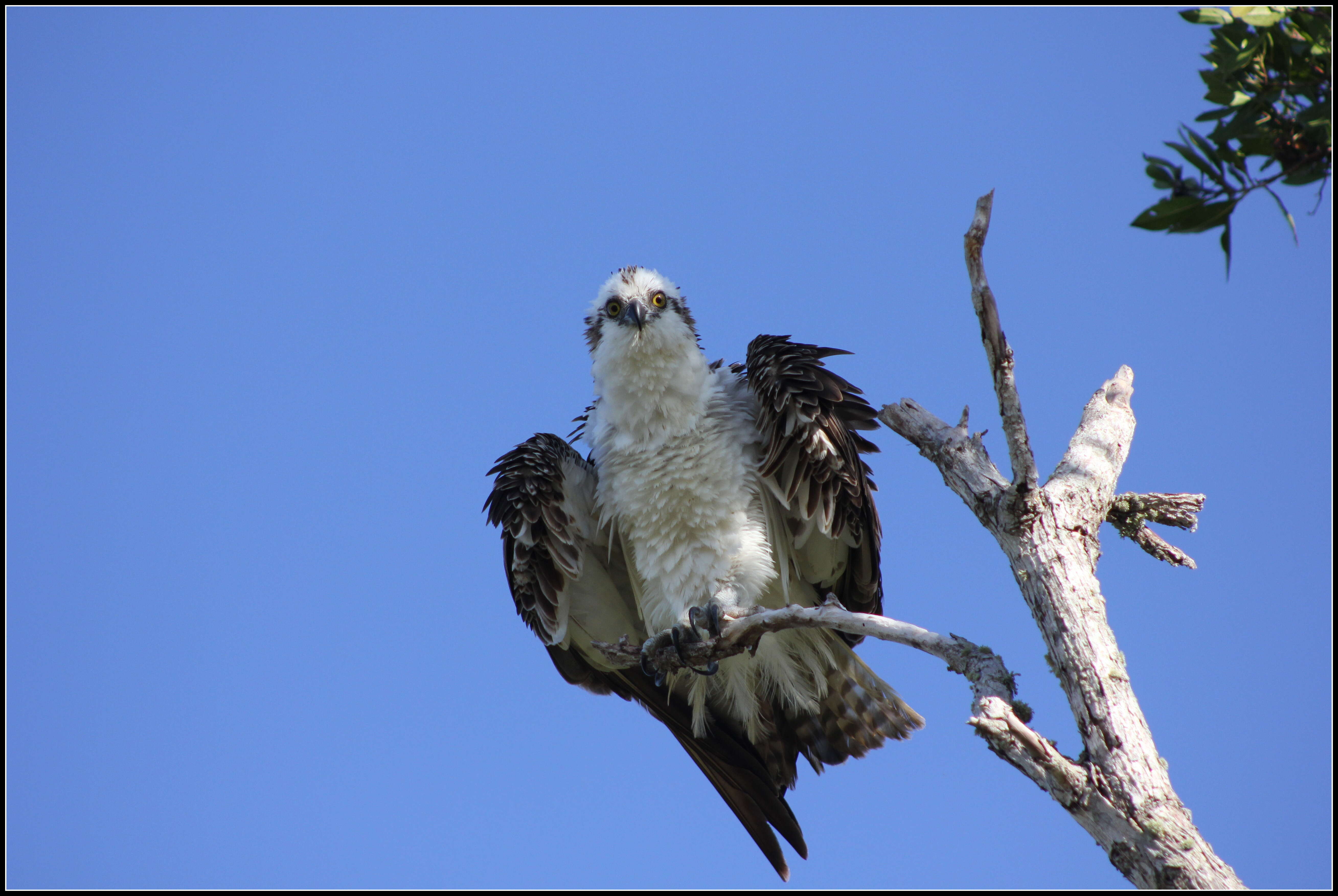 Image of ospreys