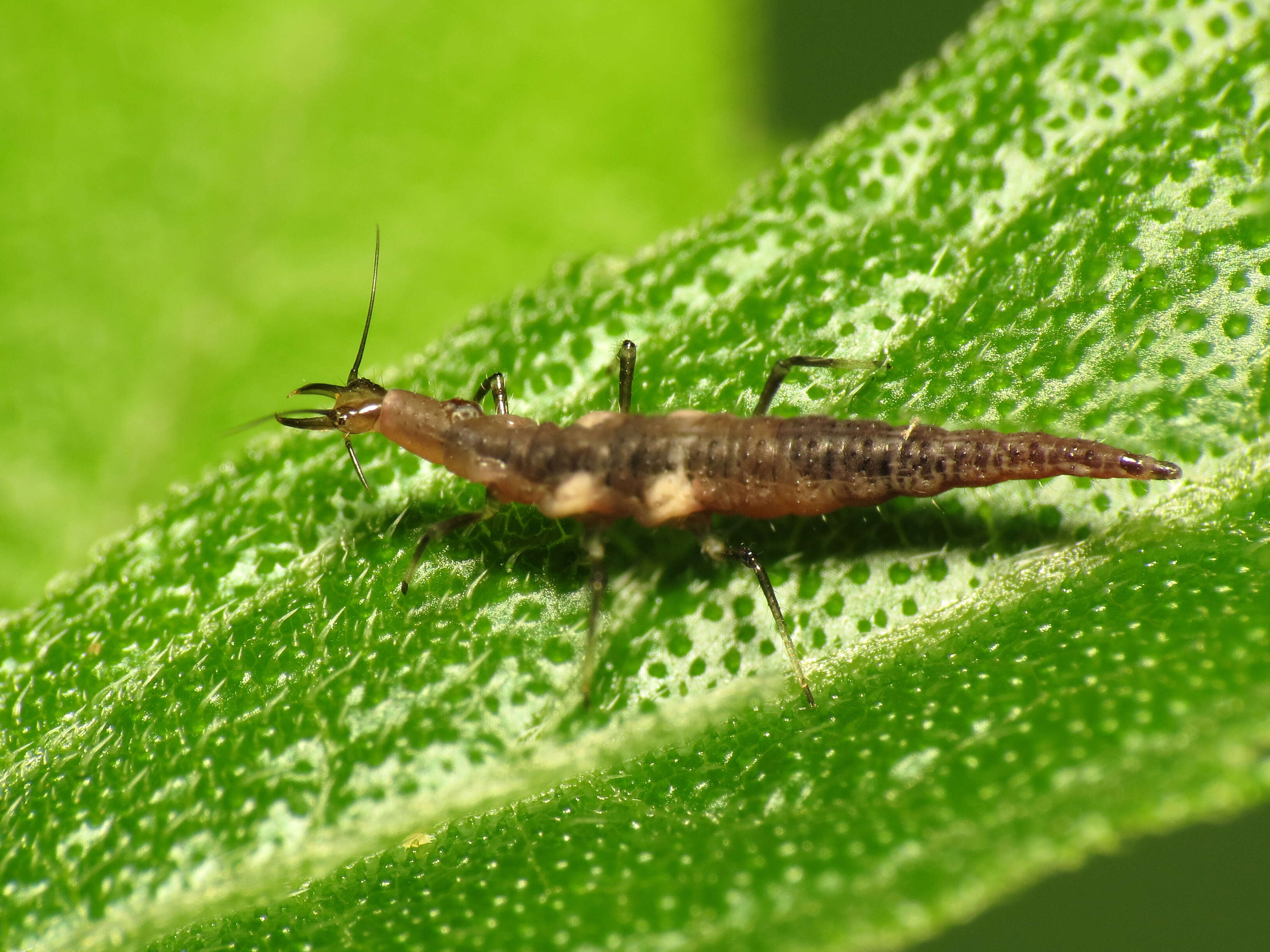 Image of brown lacewings