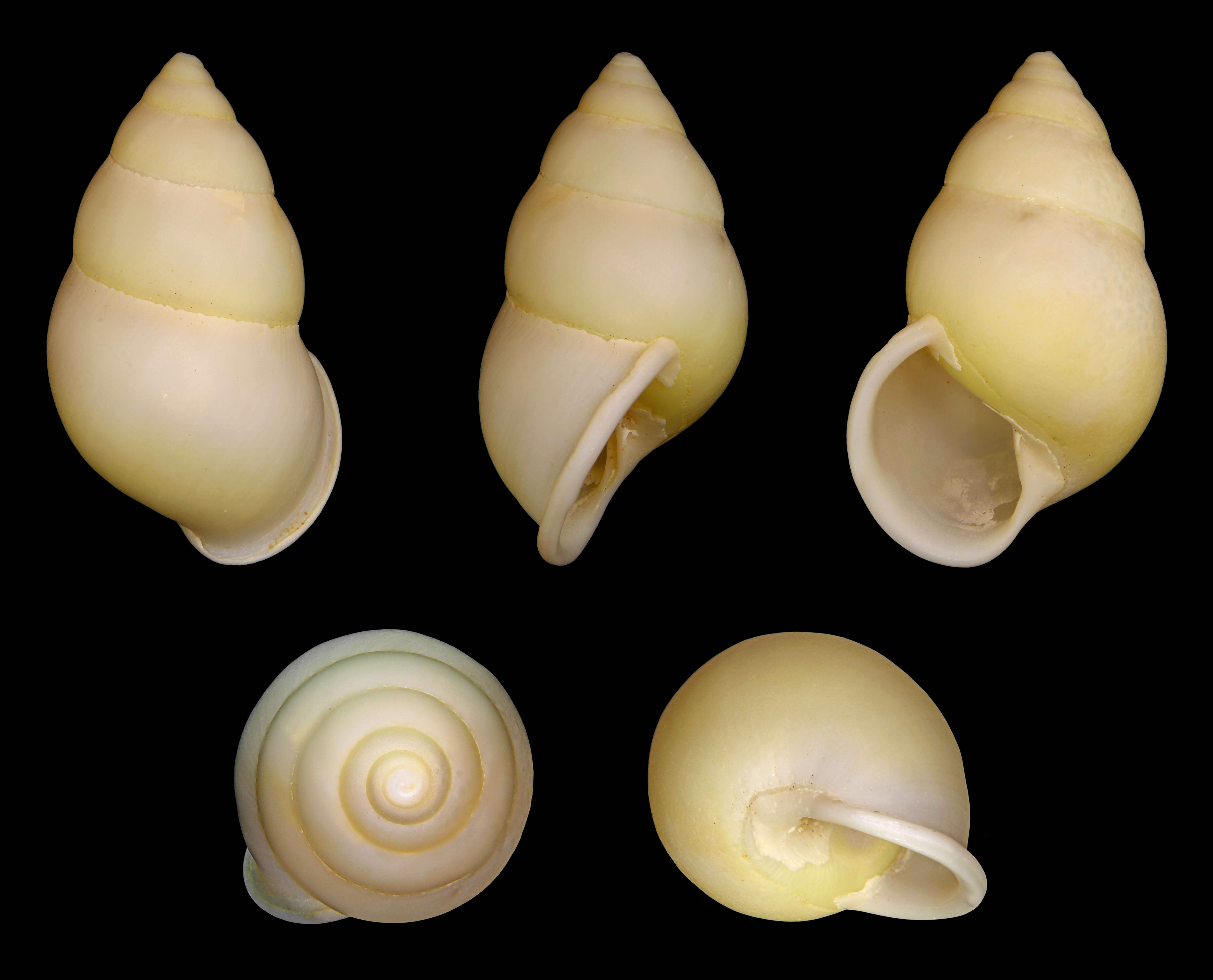 Image of Amphidromus atricallosus (Gould 1843)