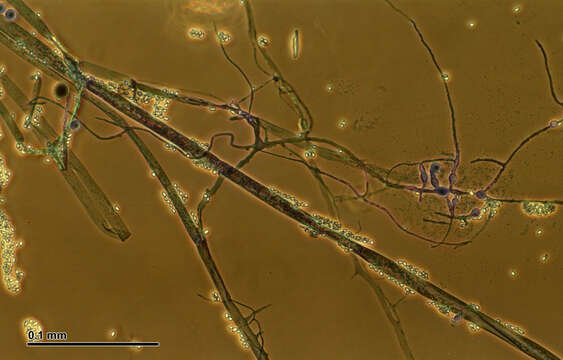 Image of Thamnidium