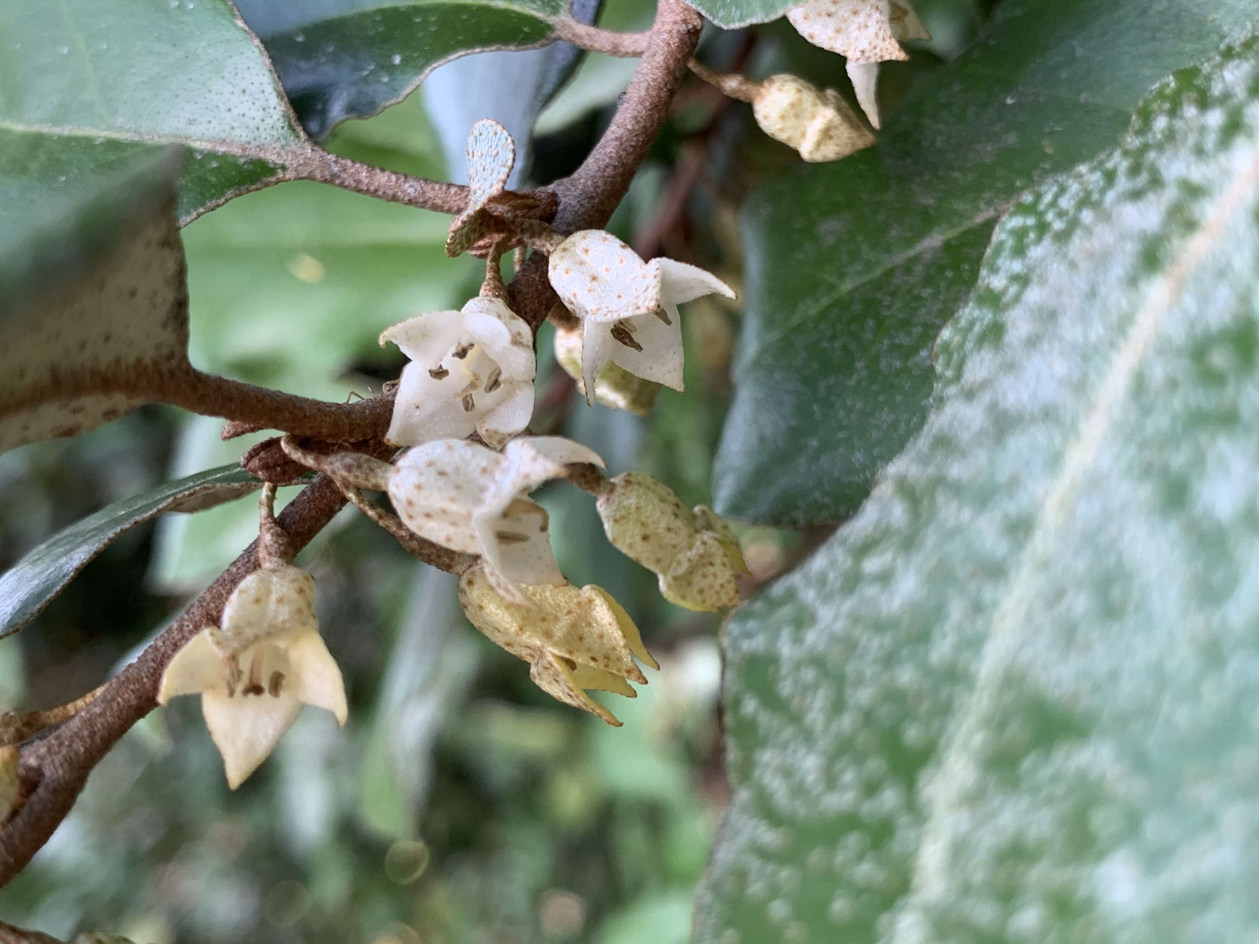 Image of Elaeagnus submacrophylla Serv.