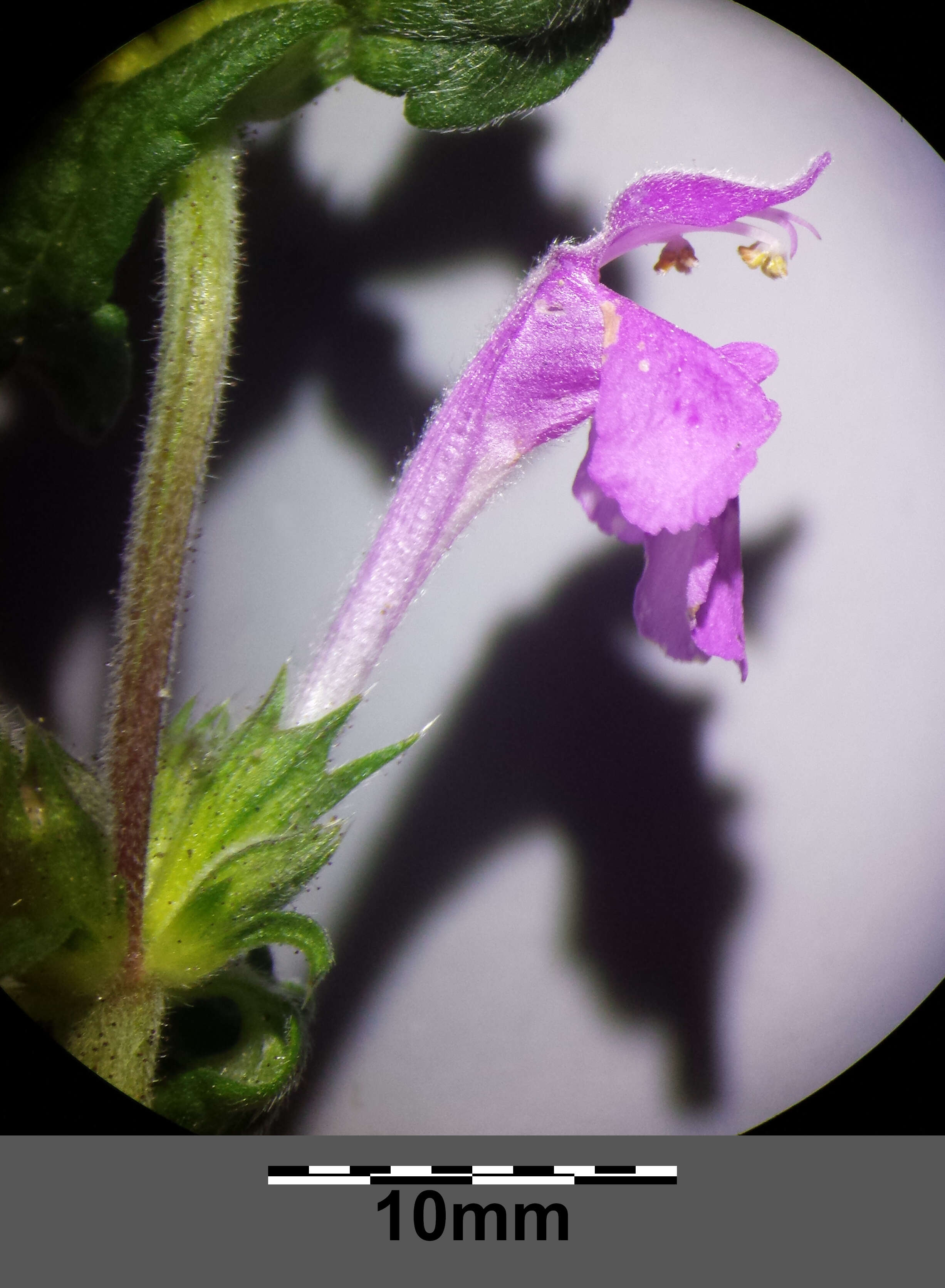 Image of Red hemp nettle