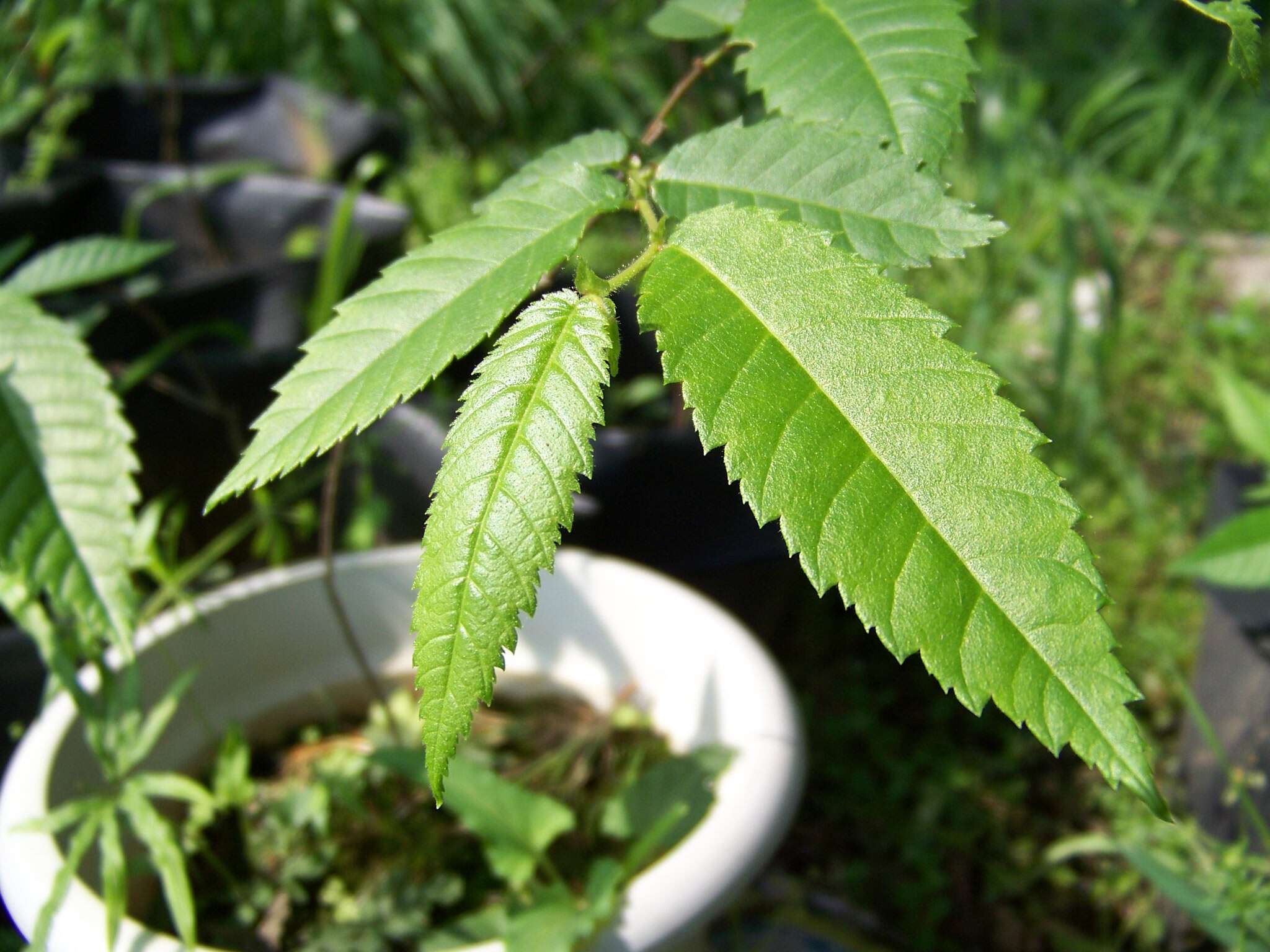 Image of Ulmus elongata L. K. Fu & C. S. Ding