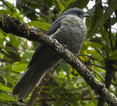 Image of Dusky Piha