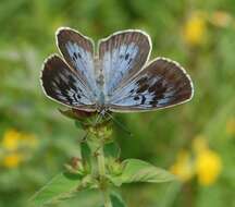 Image of Phengaris arion